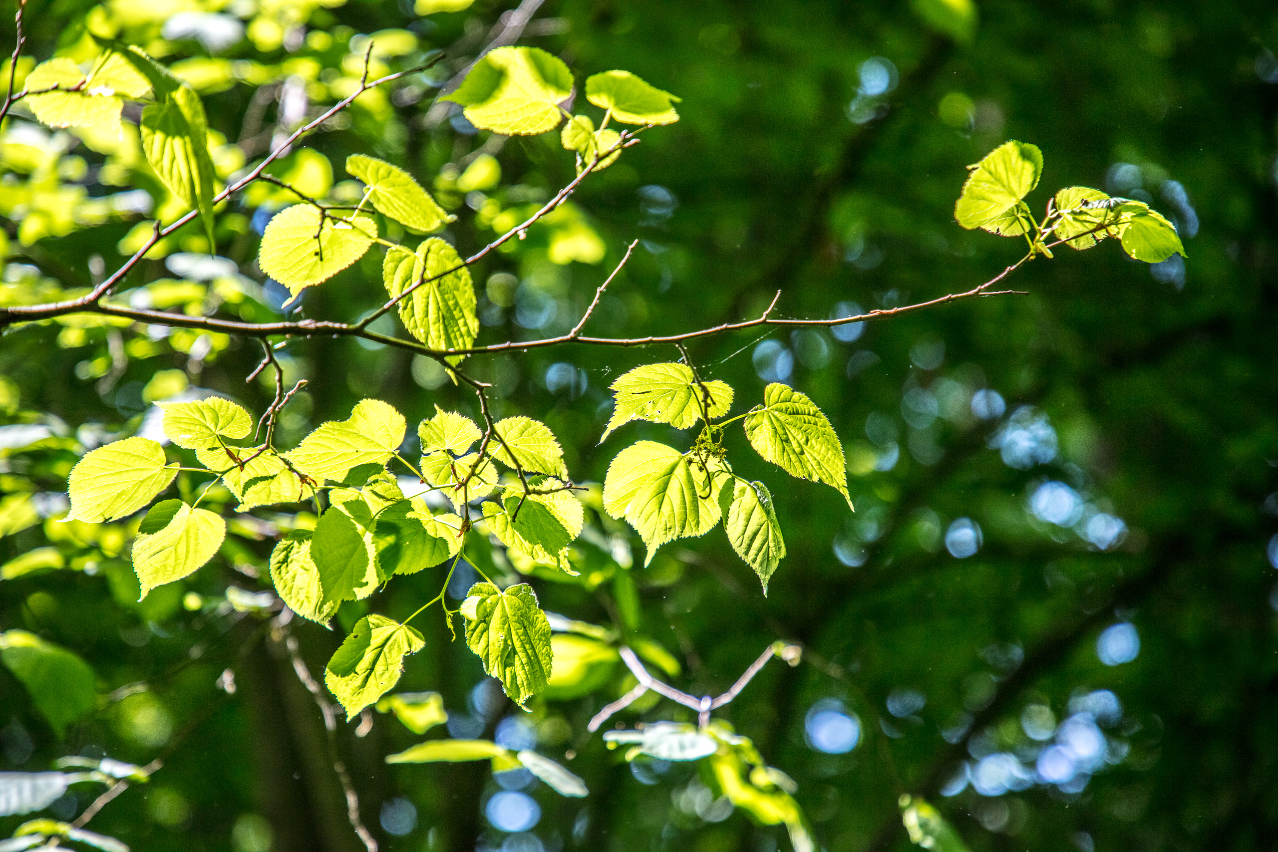 20220508124743 DP017537